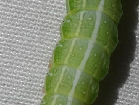 Réf. 323 562 : Cosmia affinis